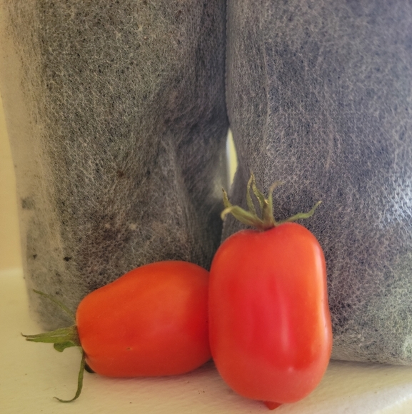 2 Non-GMO Live Plants, Plum Juliet Tomato - Picture 4 of 4